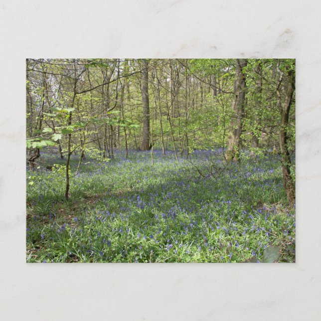 Bluebell Wood Poynton Cheshire Postcard (Front)