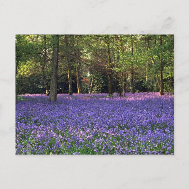 Bluebell Woods, England Postcard (Front)