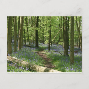 Bluebell woods postcard
