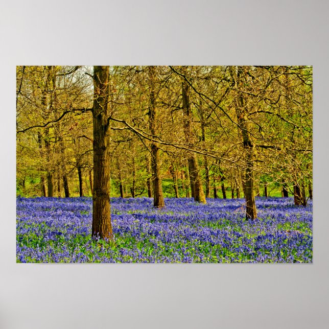 Bluebell Woods Spring Flowers Grays Court Poster (Front)