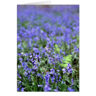 Bluebells