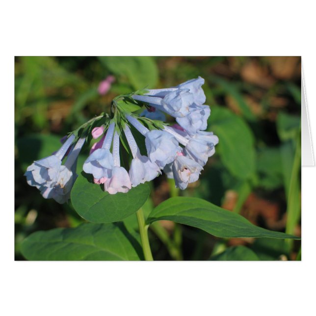 Bluebells (Front Horizontal)