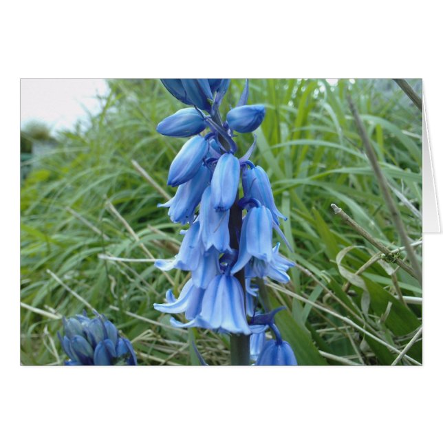Bluebells (Front Horizontal)