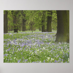 Bluebells and Oak Trees in Spring, Little Hagley Poster