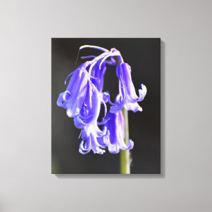 Bluebells canvas print