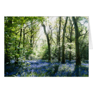 Bluebells et faisceaux de soleil de printemps