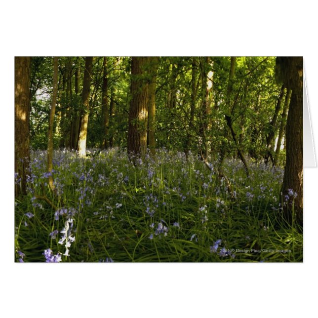 Bluebells In A Forest (Front Horizontal)