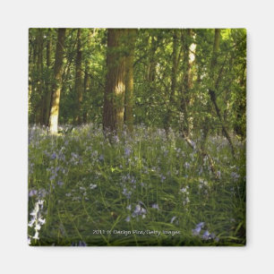 Bluebells In A Forest Magnet