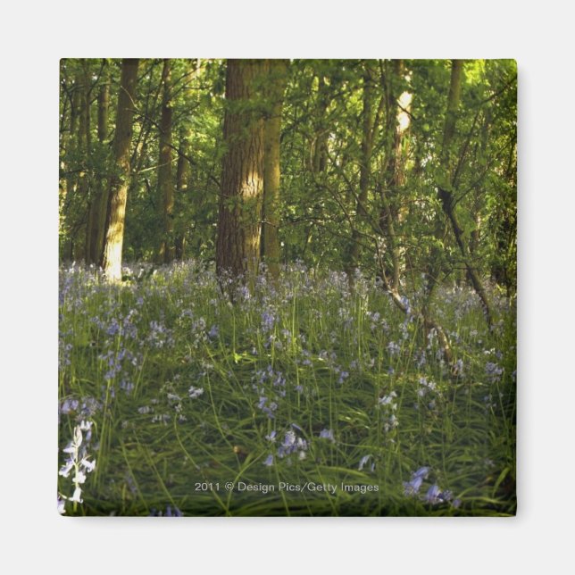Bluebells In A Forest Magnet (Front)
