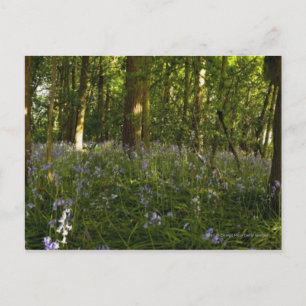 Bluebells In A Forest Postcard