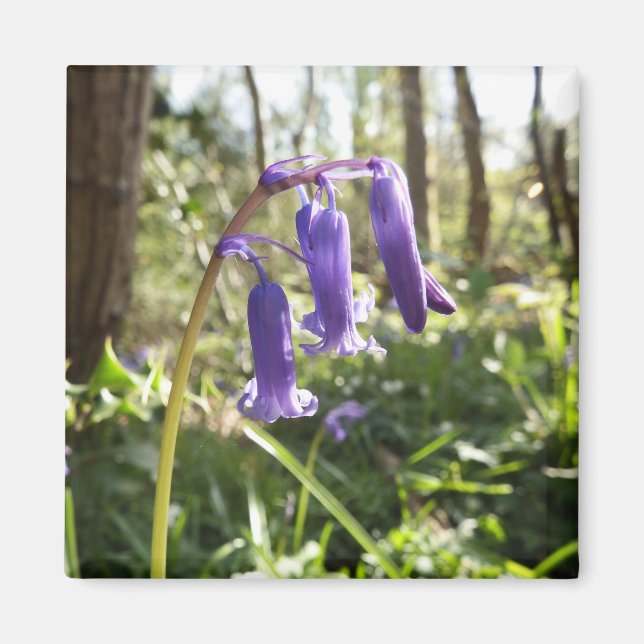 Bluebells Magnet (Front)