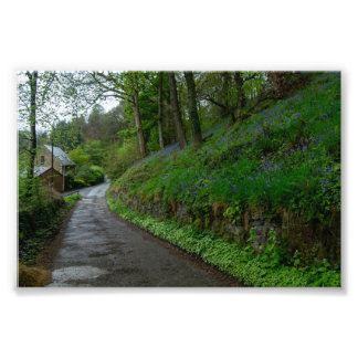 Bluebells on Eastwood Lane Photo Print