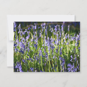 Bluebells  postcard