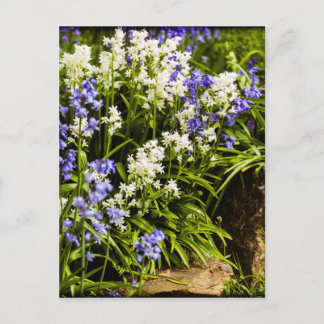 Bluebells Postcard