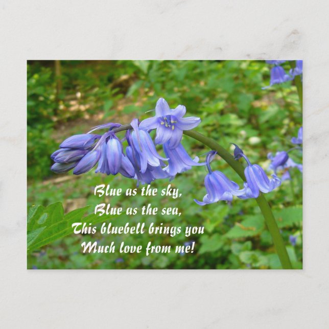 BLUEBELLS  ~  Postcard # 3 (Front)