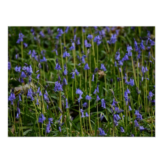 Bluebells  poster (Front)