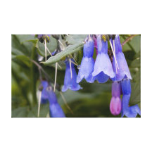 Bluebells Stretched Canvas Prints