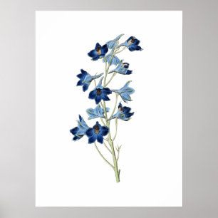 Bluebells Wild Flowers Vintage Illustration Poster