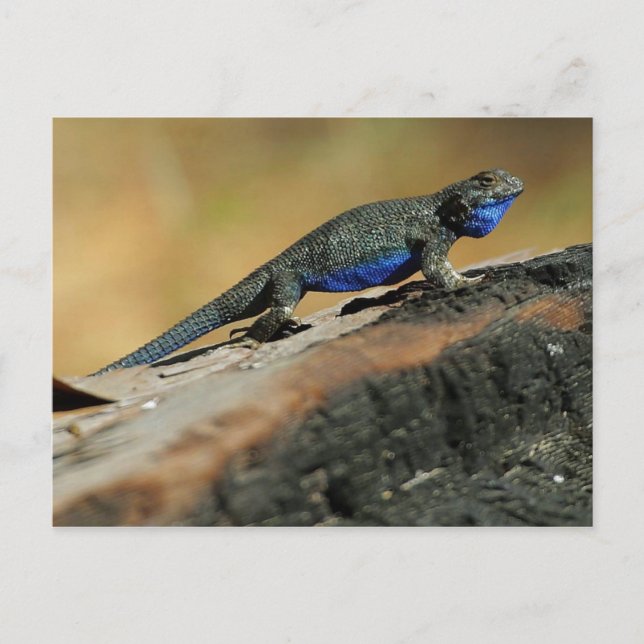 BlueBelly Lizard Postcard (Front)