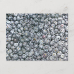Blueberries Art Postcard
