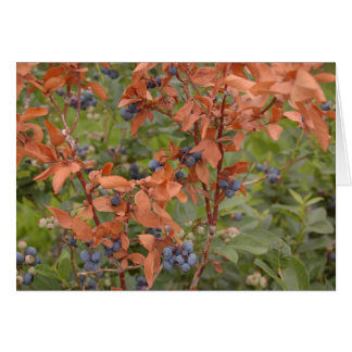 Blueberries in the Summer