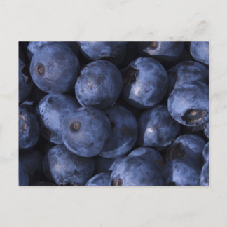 Blueberries! Postcard