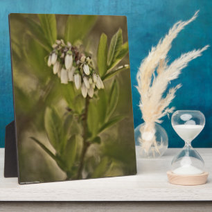 Blueberry 585 plaque