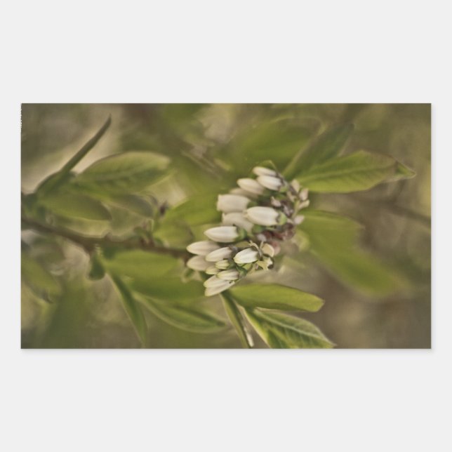 Blueberry 585 sticker (Front)