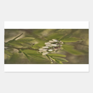 Blueberry 585 sticker