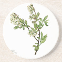 Blueberry blossom 