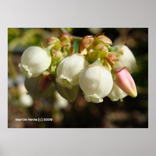 Blueberry Blossoms Poster (Front)