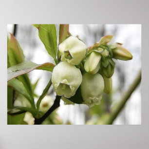 Blueberry Blossoms Poster