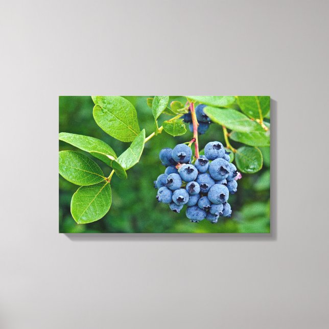 blueberry bunch on bush canvas print (Front)