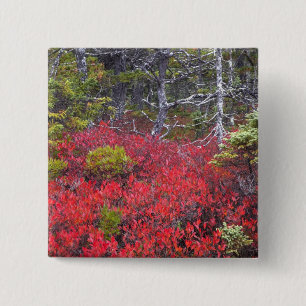 Blueberry bushes and pines 2 inch square button