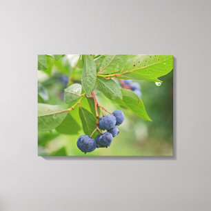 Blueberry Crop Canvas Print