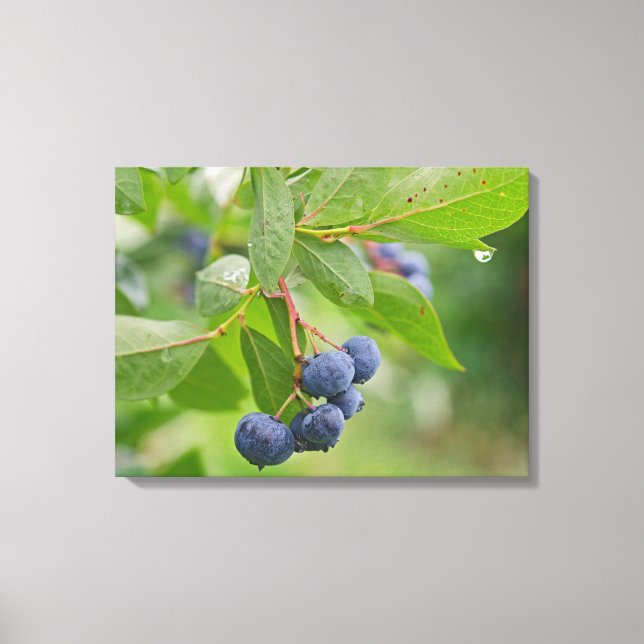 Blueberry Crop Canvas Print (Front)