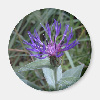 blueberry magnet