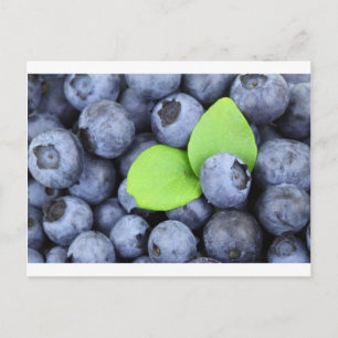 BLUEBERRY POSTCARD