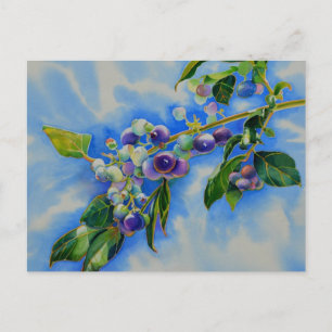 Blueberry watercolor painting postcard