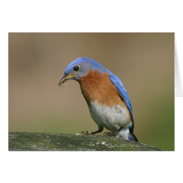 Bluebird (Devant horizontal)