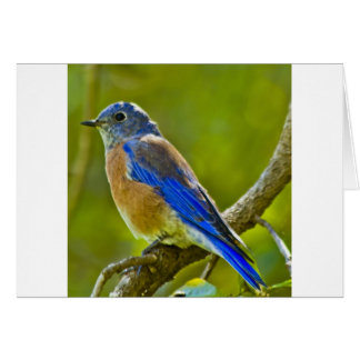 Bluebird