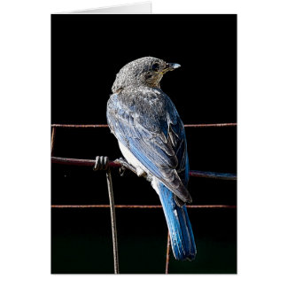 bluebird