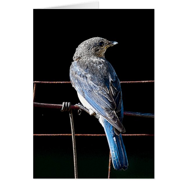 bluebird (Front)