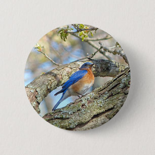 Bluebird 2 Inch Round Button
