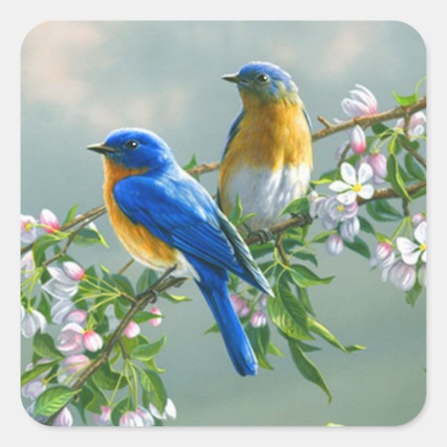 Bluebird. American Eastern Bluebird Sialia sialis Square Sticker (Front)