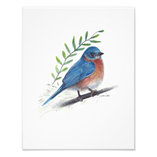 Bluebird Bird Art Photo Print