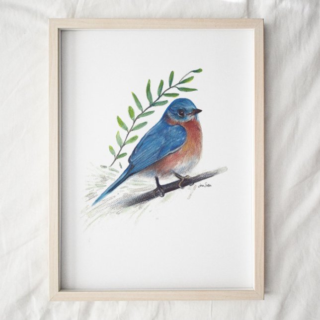 Bluebird Bird Art Poster (Creator Uploaded)