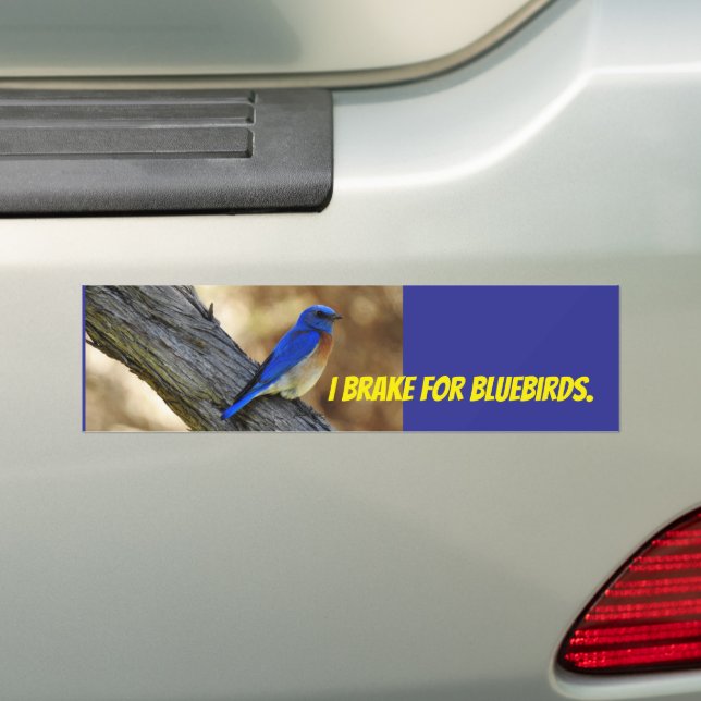 Bluebird bumper sticker (On Car)