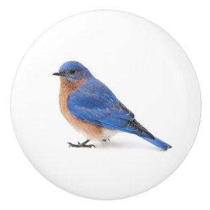 Bluebird Ceramic Knob