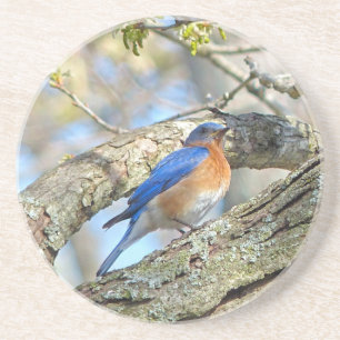 Bluebird Coaster